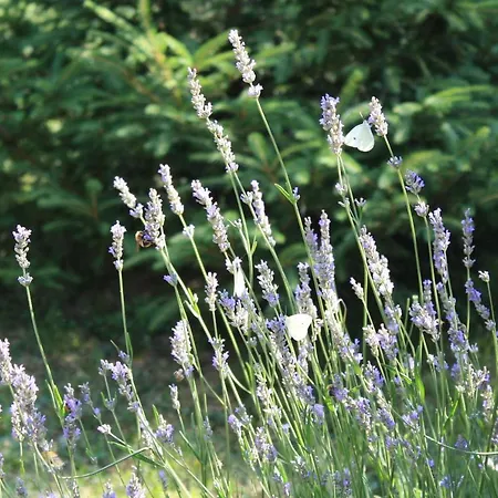 Silvani منزل للإقامة