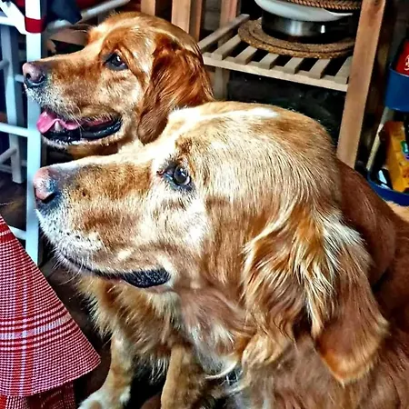 Silvani Проживание в семье *