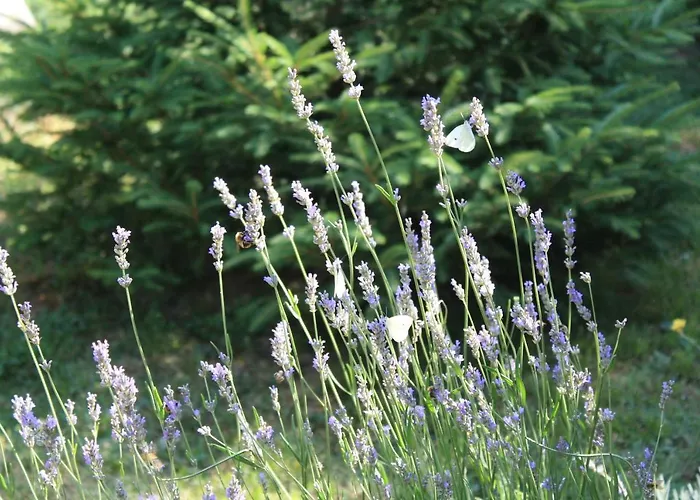 Silvani Проживание в семье