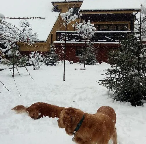 Проживание в семье Silvani