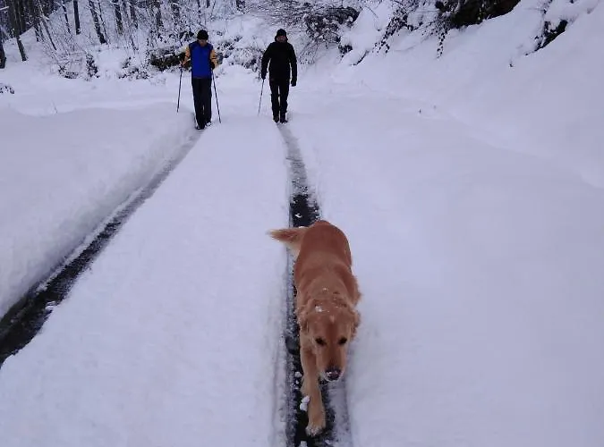 Проживание в семье Silvani *