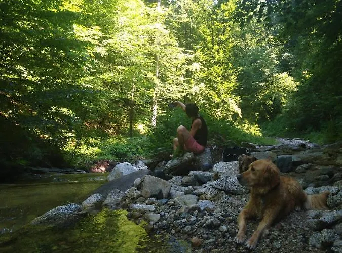 Проживание в семье Silvani