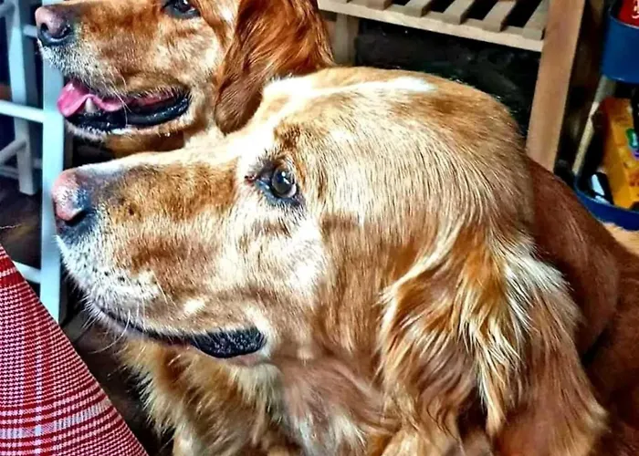 Silvani Проживание в семье *